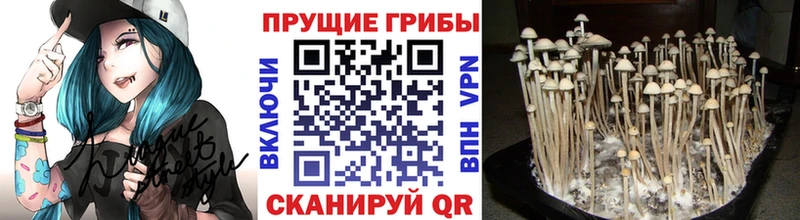 Псилоцибиновые грибы Cubensis  Ейск 